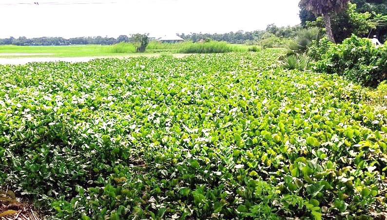 কচুয়ায় কচুরিপানায় ভরপুর সুন্দরী খাল, দুর্ভোগে এলাকাবাসী